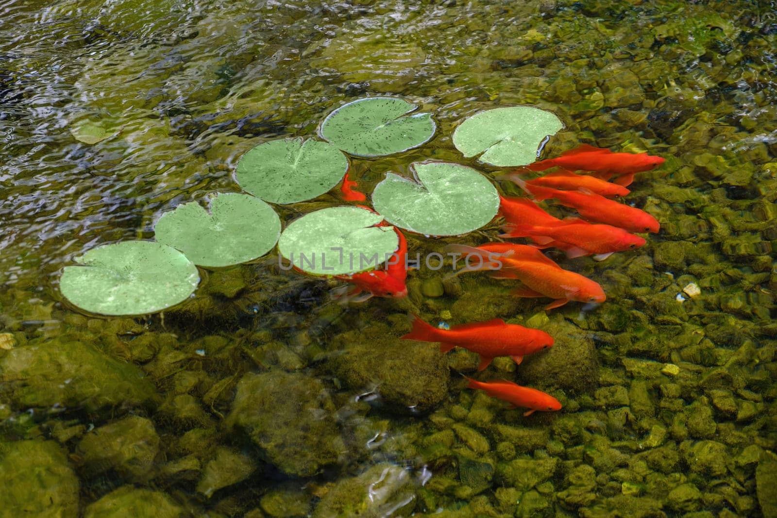 Koi Carps Fish Japanese swimming. Colorful decorative fish float in an artificial pond, view from above.