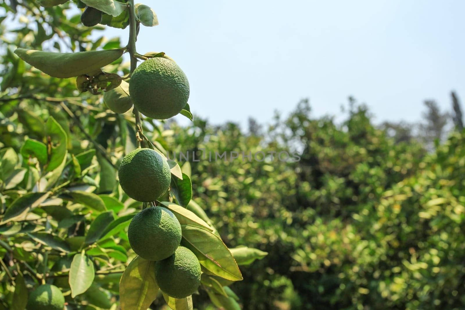 Green unripe lemons growing on tree, blue sky in background.