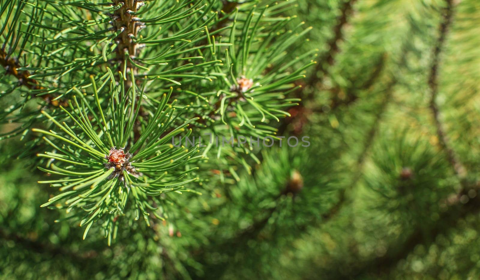 Shallow depth of field photo - young fir branches in spring.