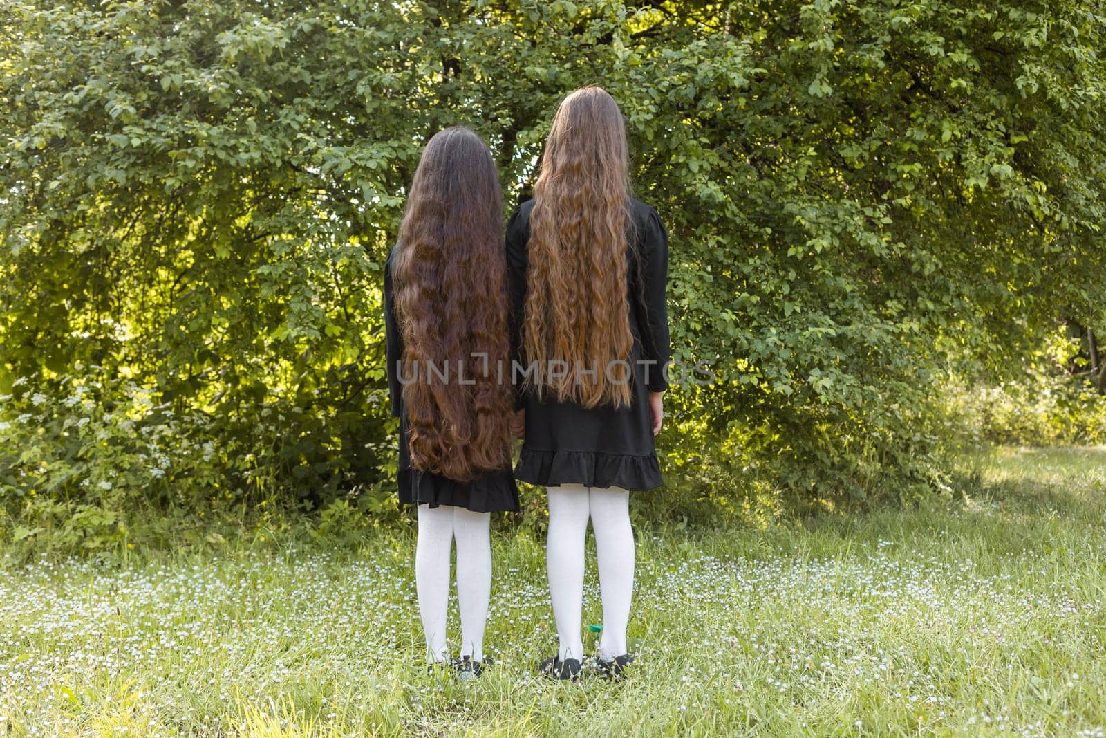 Back View Of Little Girls With Extra Long Curly Healthy Beautiful Shiny Hair On Nature Background. Outdoor On A Sunny Day. Cute Happy Kids In Dress Walking. Hair Growth And Care. Horizontal Plane by netatsi