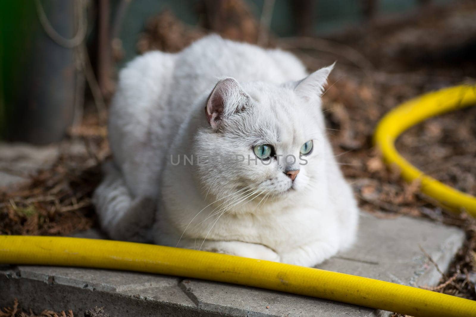 An adult cat of breed Scottish chinchilla of light gray color walks outdoors