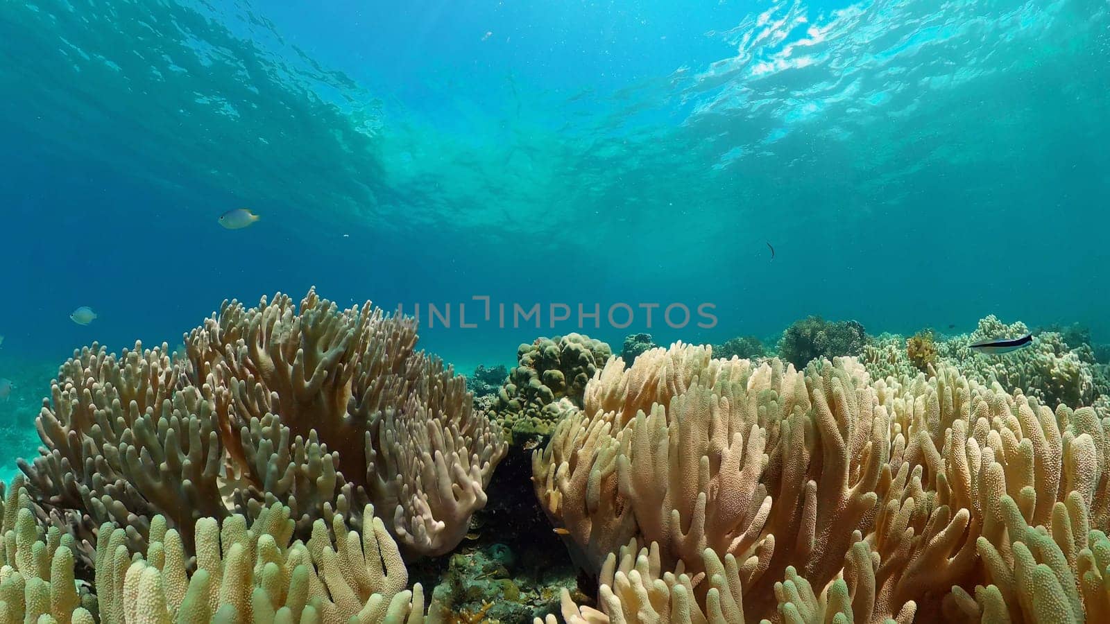 Coral reef underwater with fishes and marine life. Coral reef and tropical fish.