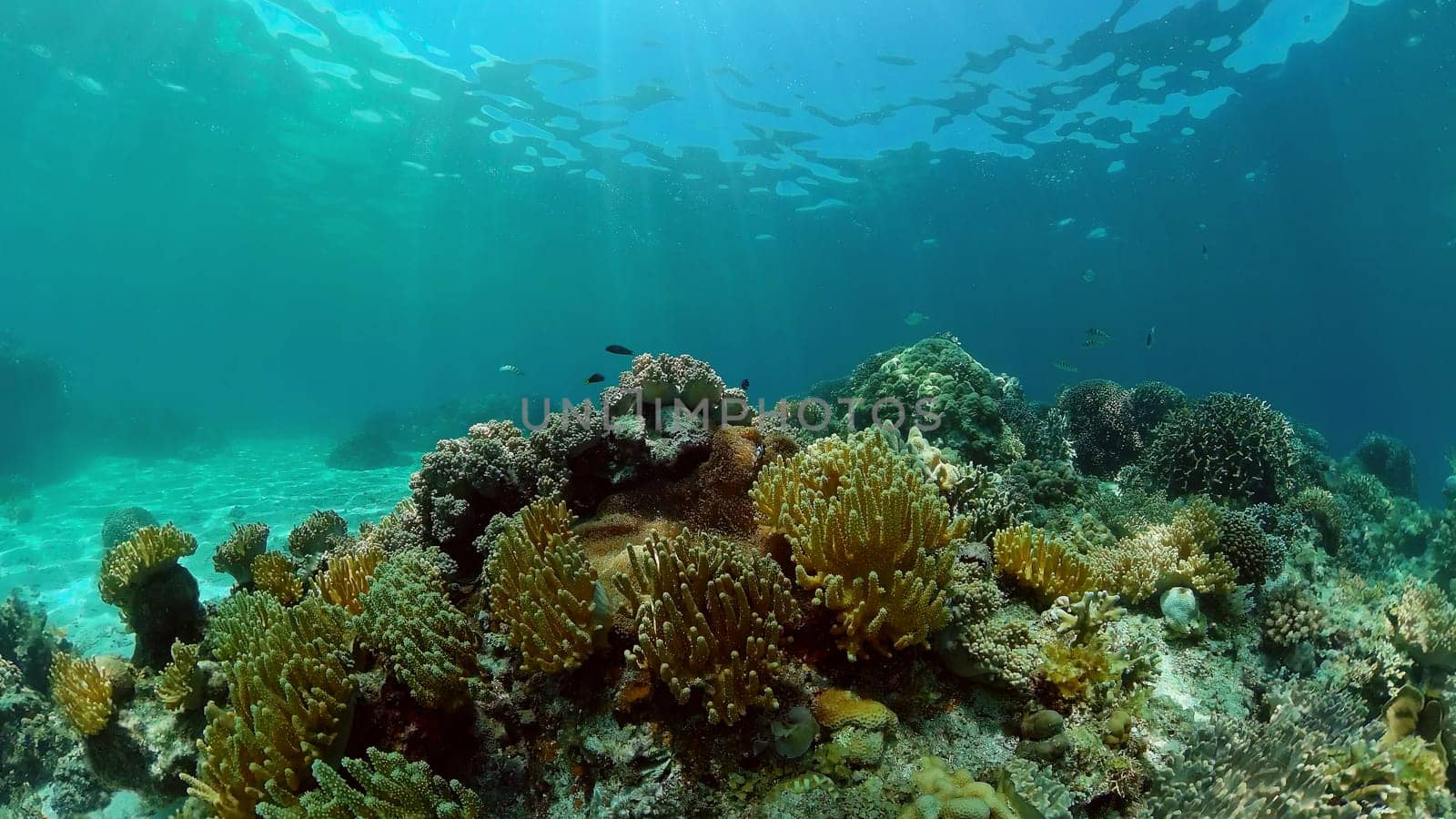 Underwater fish reef marine. Tropical colourful underwater seascape. Philippines.