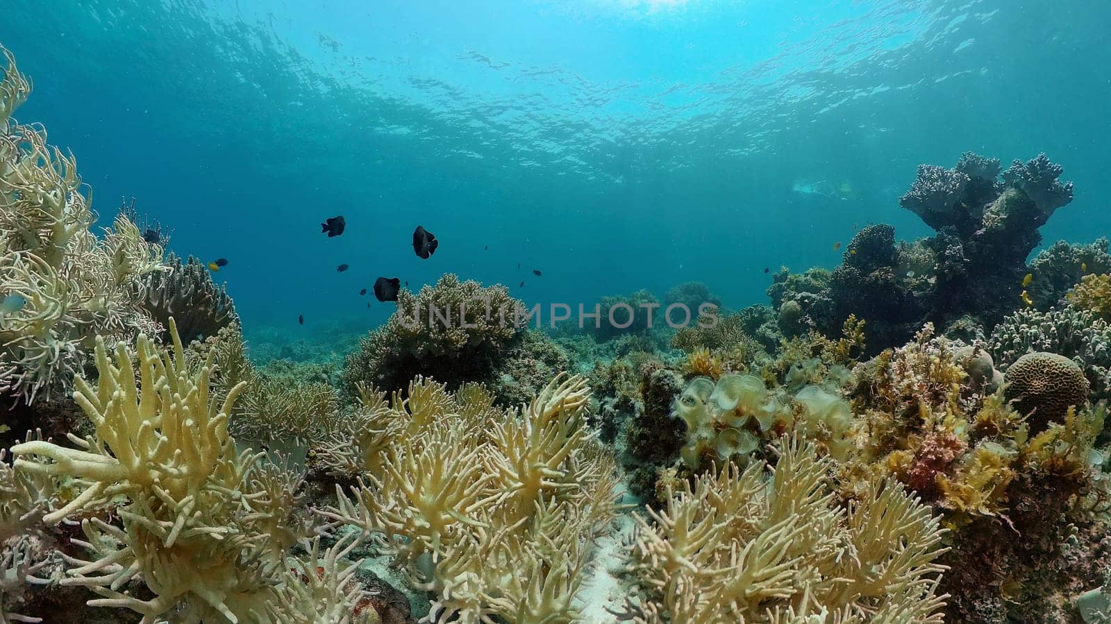 Tropical Fishes on Coral Reef, underwater scene. Philippines.