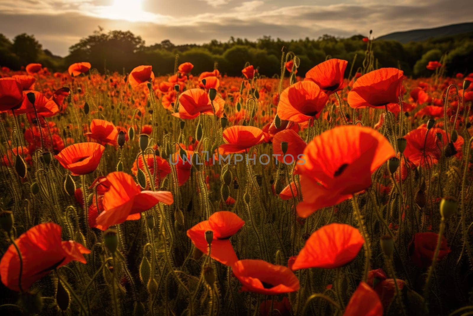 Beautiful field of red poppies in the sunset light. AI Generative