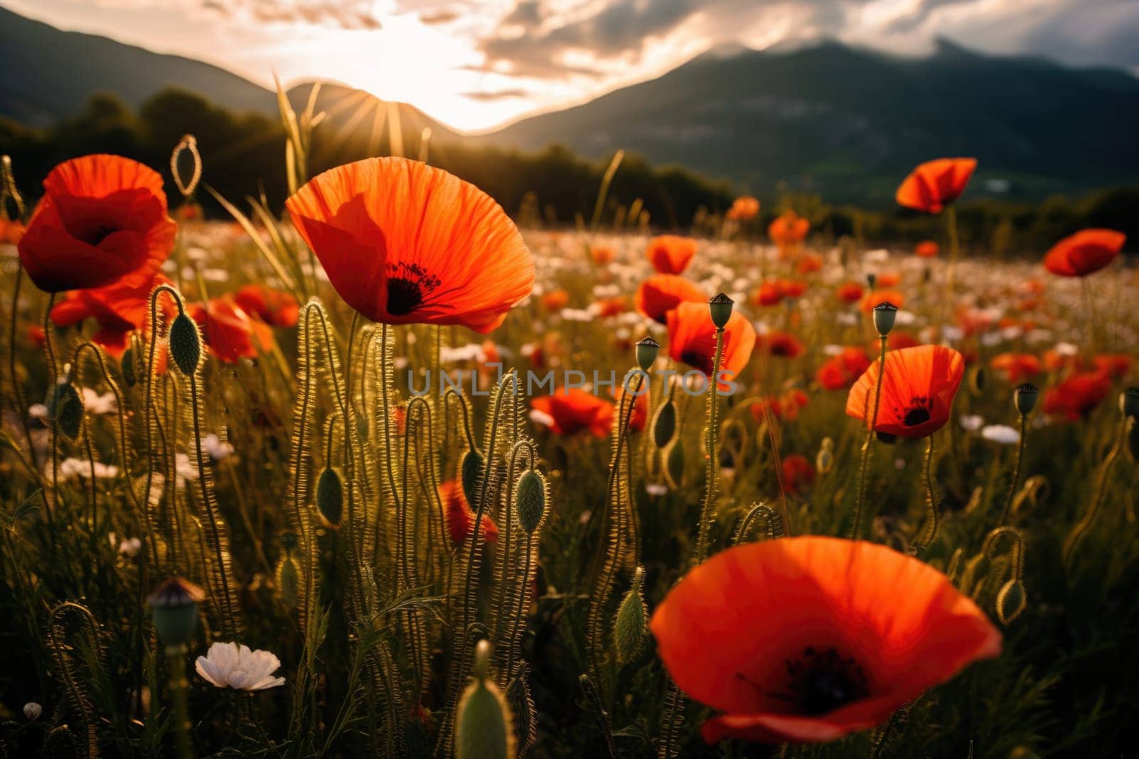 Beautiful field of red poppies in the sunset light. AI Generative