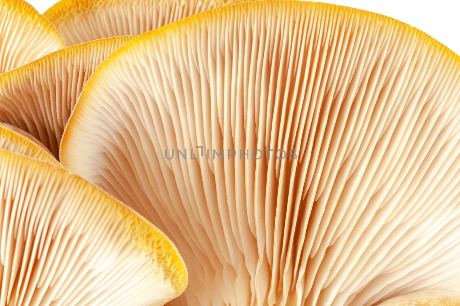 Mushrooms pattern for design. Oyster mushrooms. Healthy eating Eco food Vegetarian. Background by glavbooh