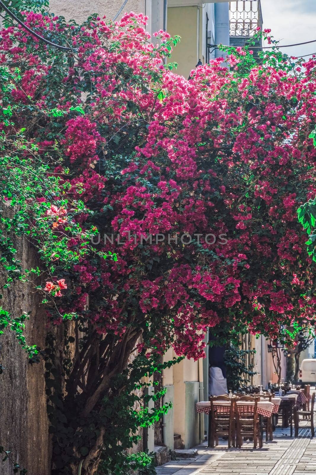 Bougainvillea ornamental bush with vivid color flowers before a pedestrian area with tavern tables in Nafplio, Greece.