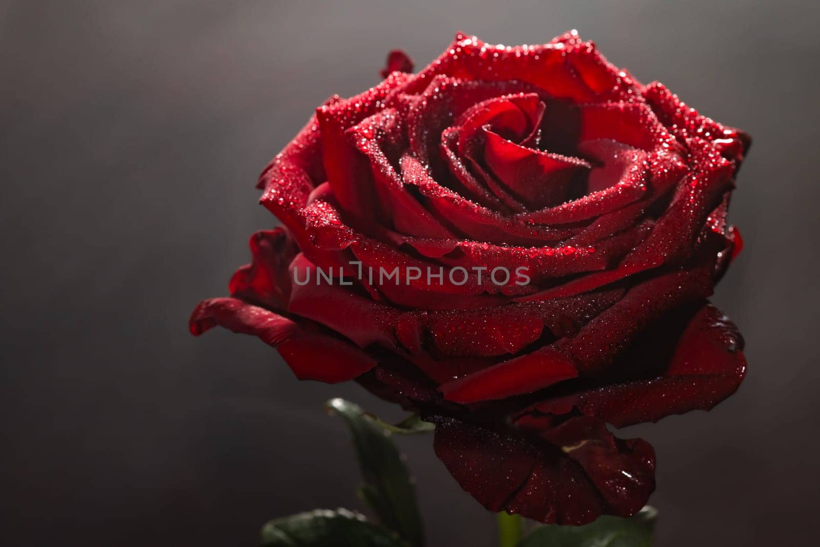 Blooming red rose bud in water drops and mist close-up on a black background by glavbooh