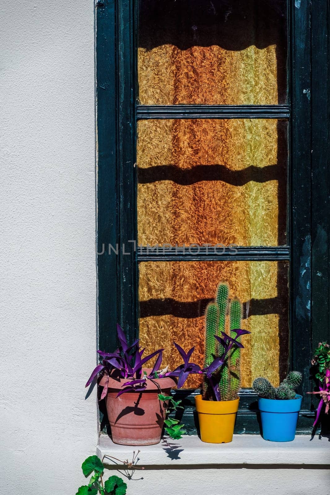 Colorful plant pots with cactus and flowers outside a house with a white wall and a wooden window with shut curtains.