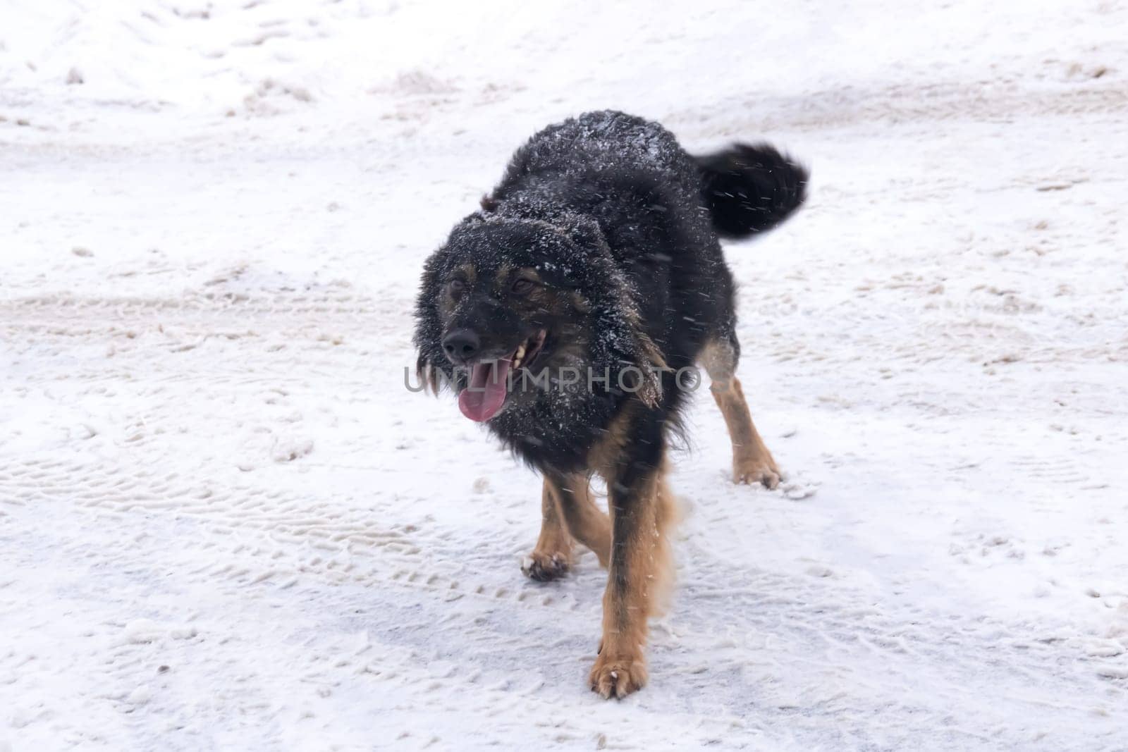 Black fluffy dog in the snow close up