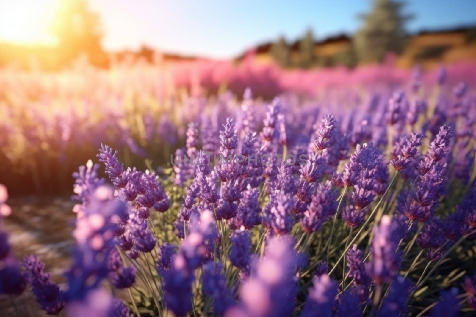 Sunset over a violet lavender field, AI Generative