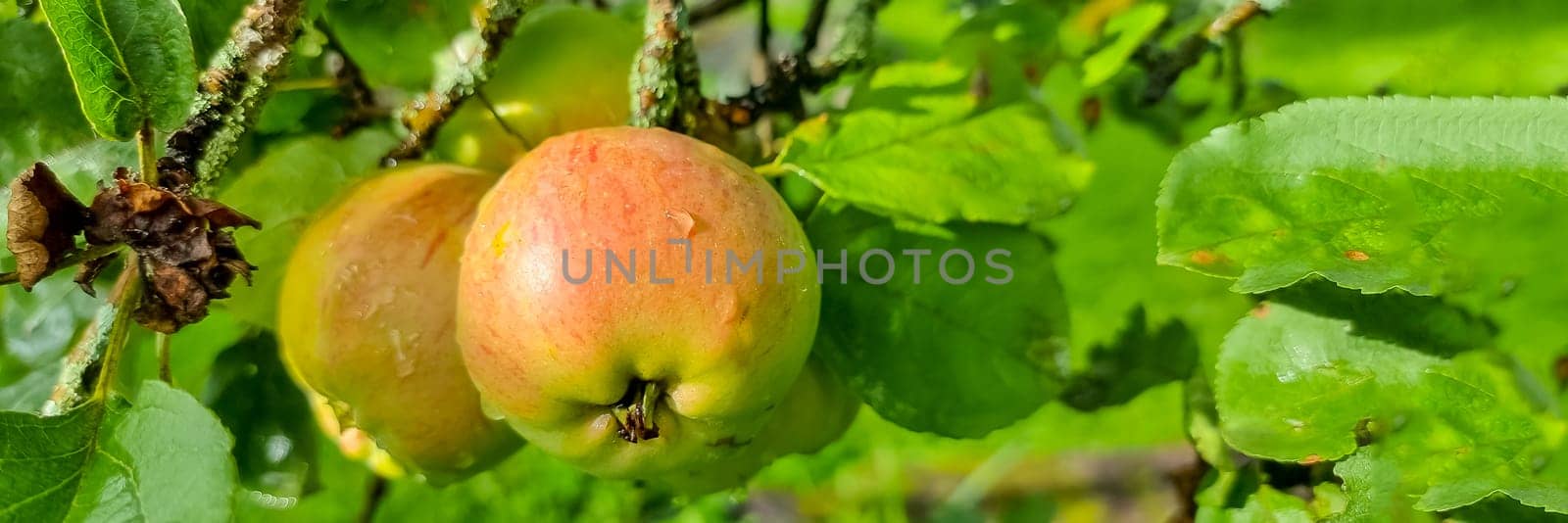 Apple tree. Branch of ripe red apples on a tree in a garden.Harvest time.Fresh organic green apples by YuliaYaspe1979