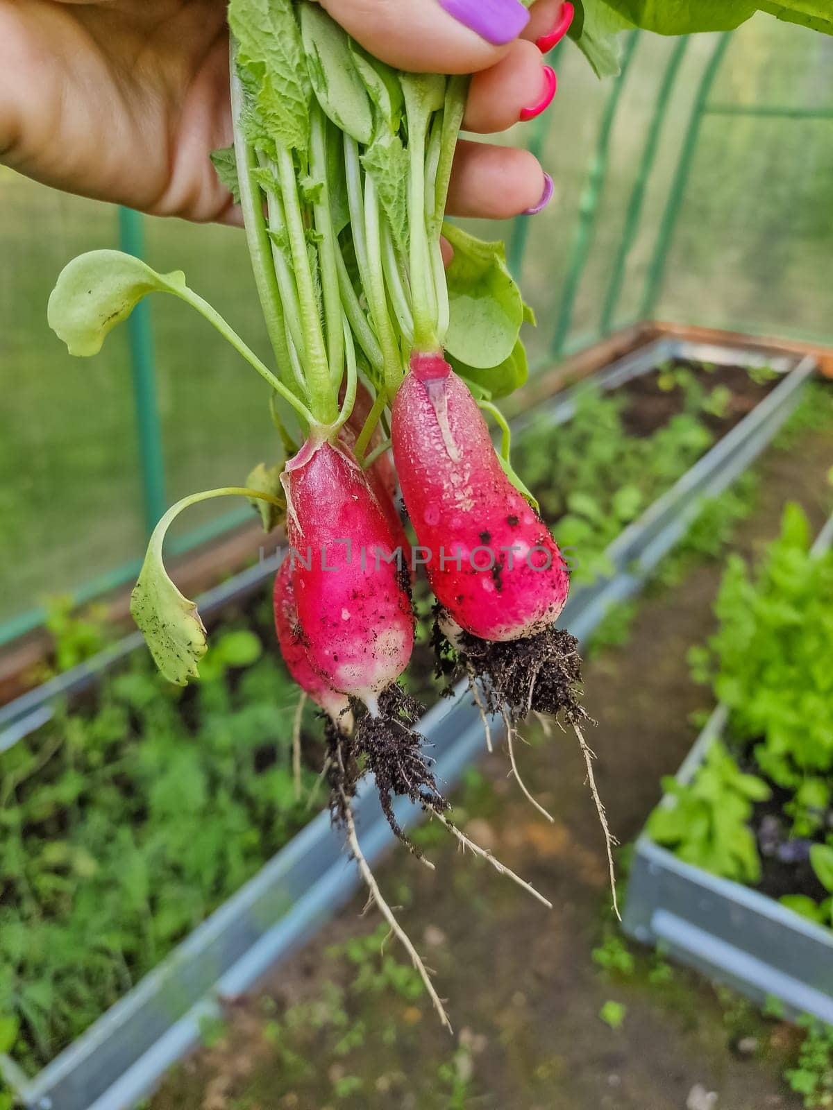 tasty eco radish from own garden. permaculture