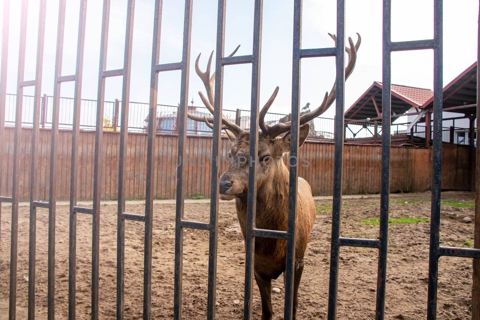 A deer behind the bars of an aviary close up