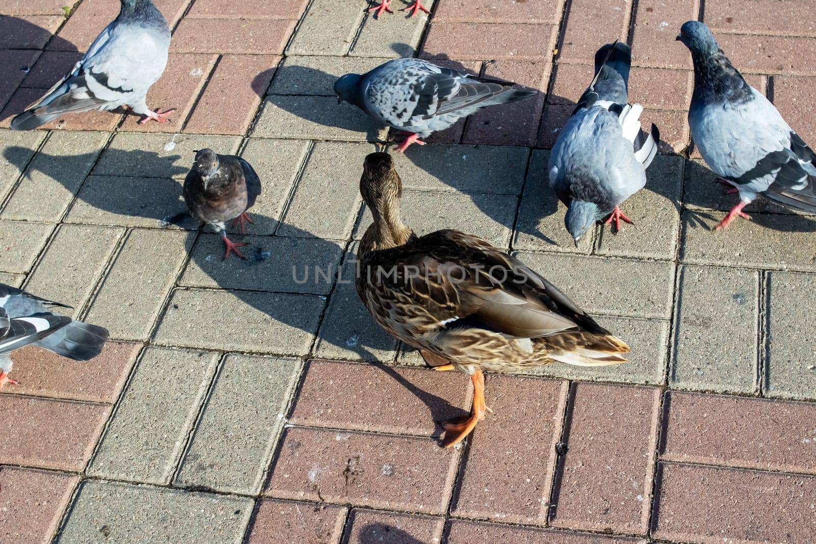 Ducks on the sidewalk in an autumn park by Vera1703