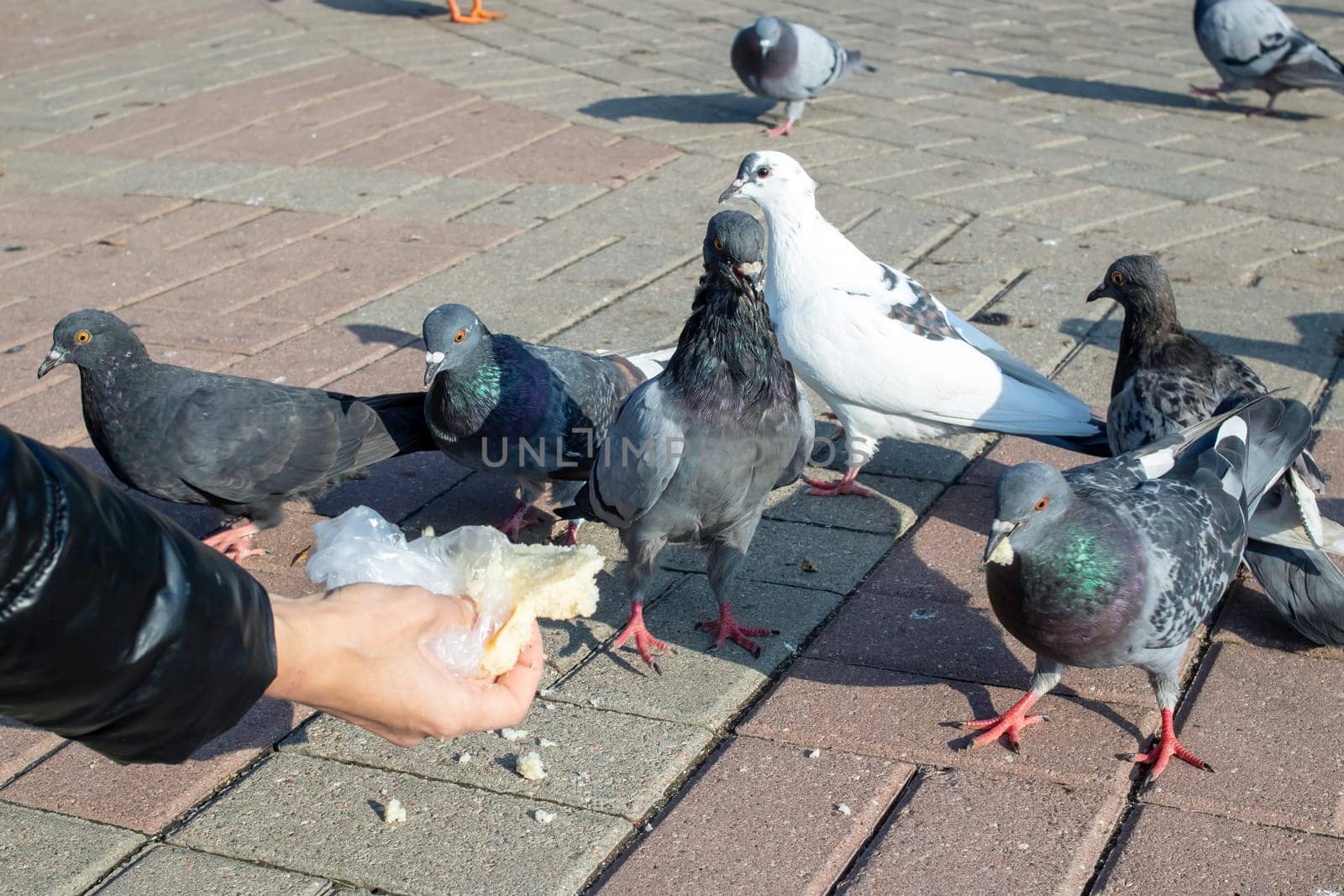 A girl feeds pigeons from her hands by Vera1703