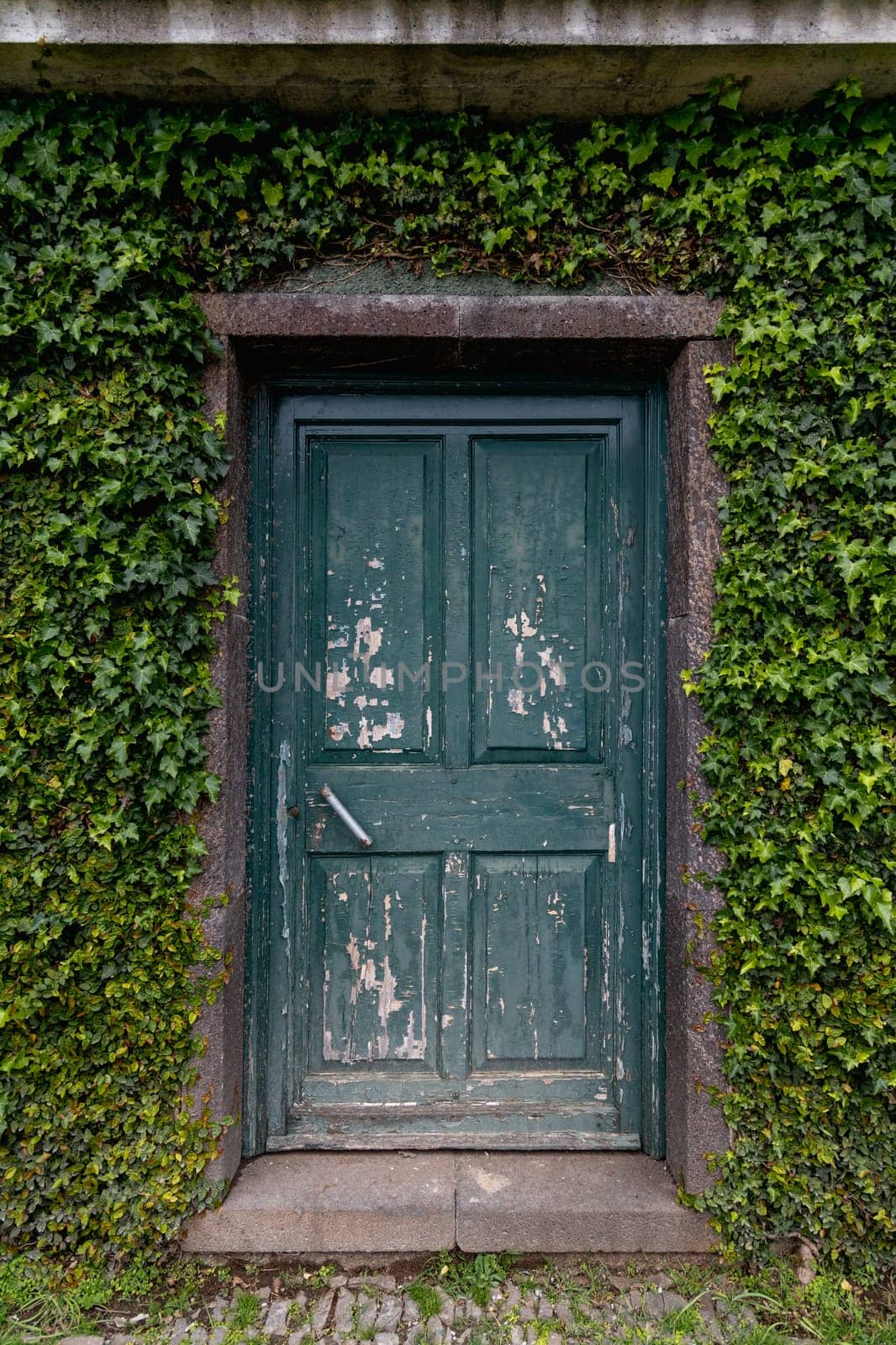 A vertical shot of an old green door in a wall lined with ivy plants by exndiver