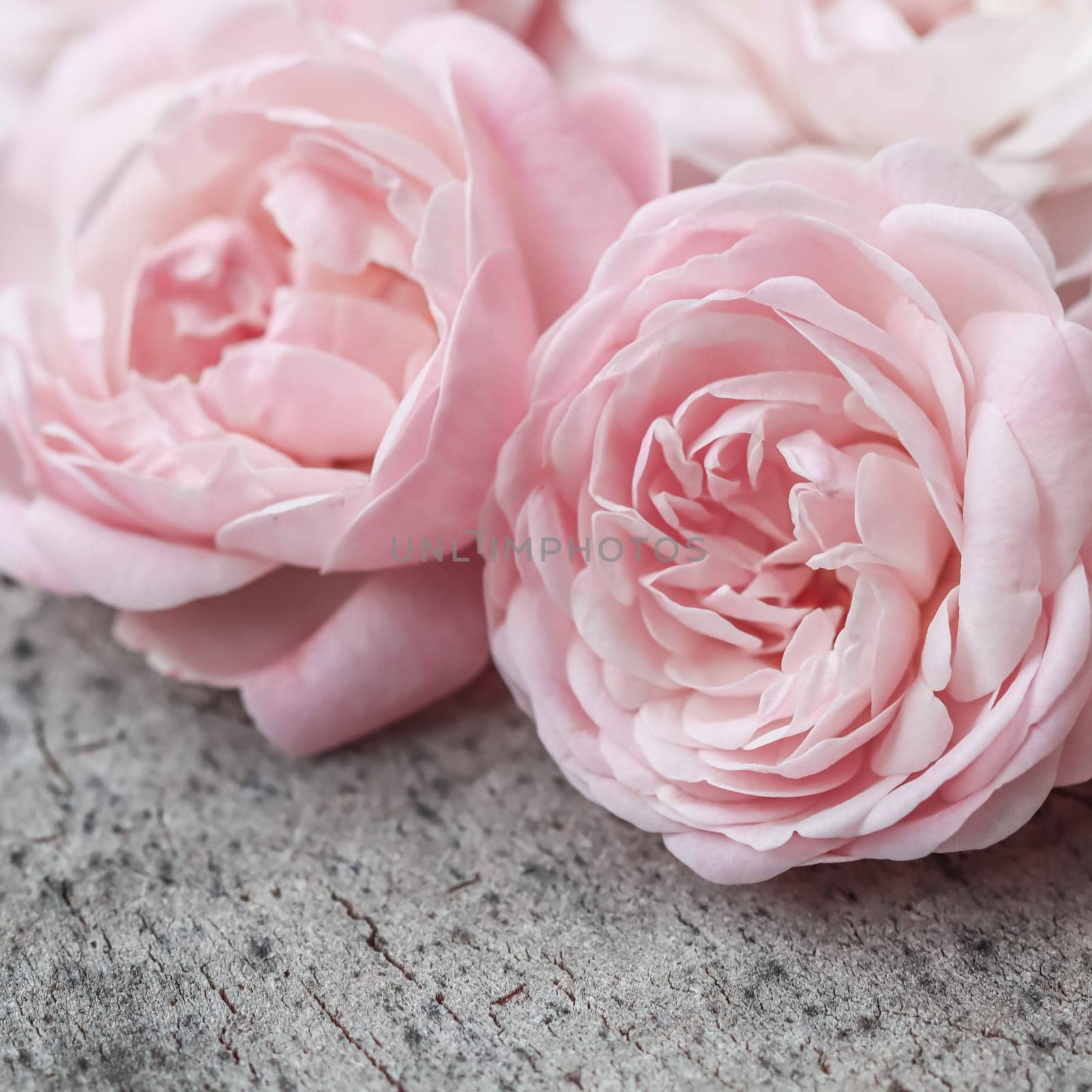 Pale pink roses on the gray surface of an old tree. Soft focus. Macro flowers background for holiday design.