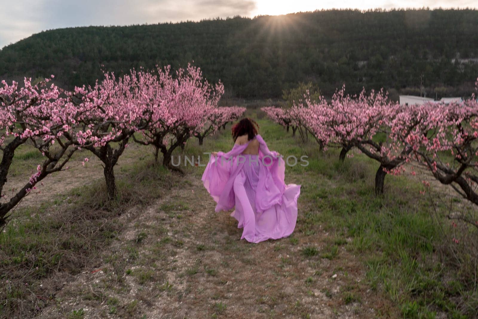 woman blooming peach orchard. A woman in a long pink dress walks in the park, in a peach orchard. Large blooming peach orchard.