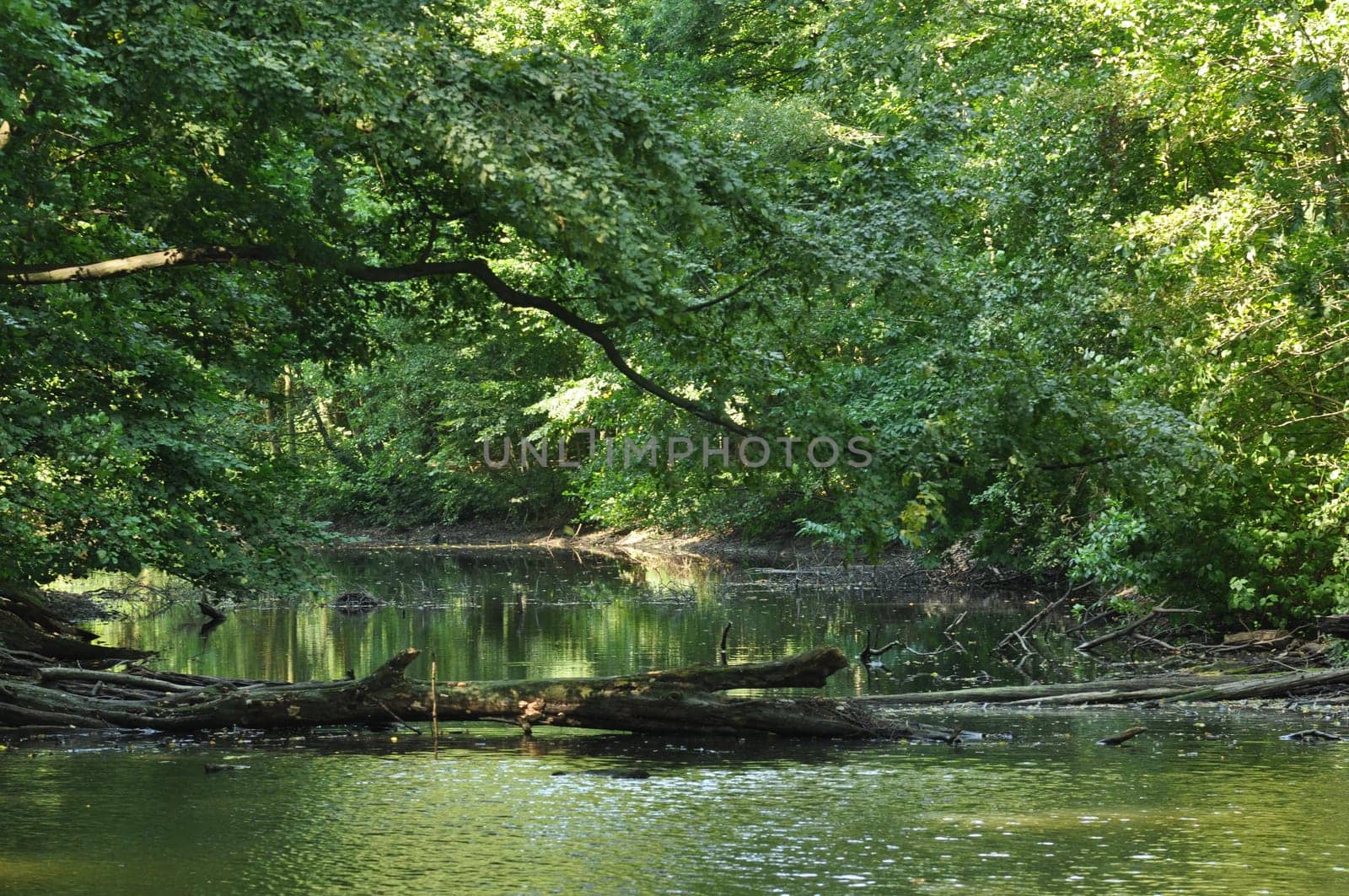 Fallen trunk on the river with the reflection of green trees in Krefeld, Germany