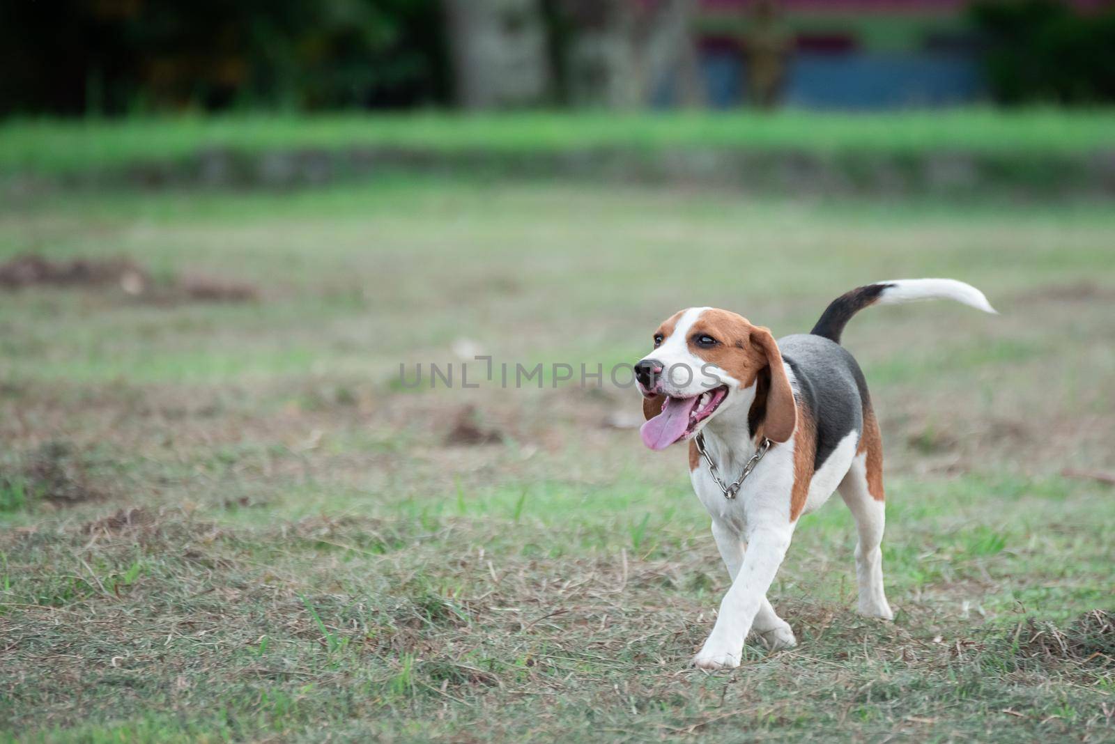 cute puppy beagle running and playing with pink ball on the lawn by Wmpix