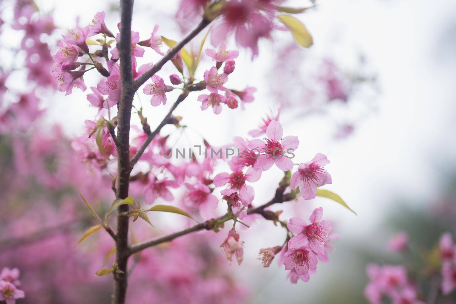 sakura flowers blossom in japan by Wmpix