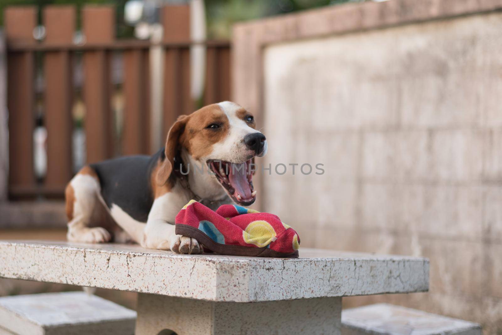 cute puppy beagle barking sitting on the table