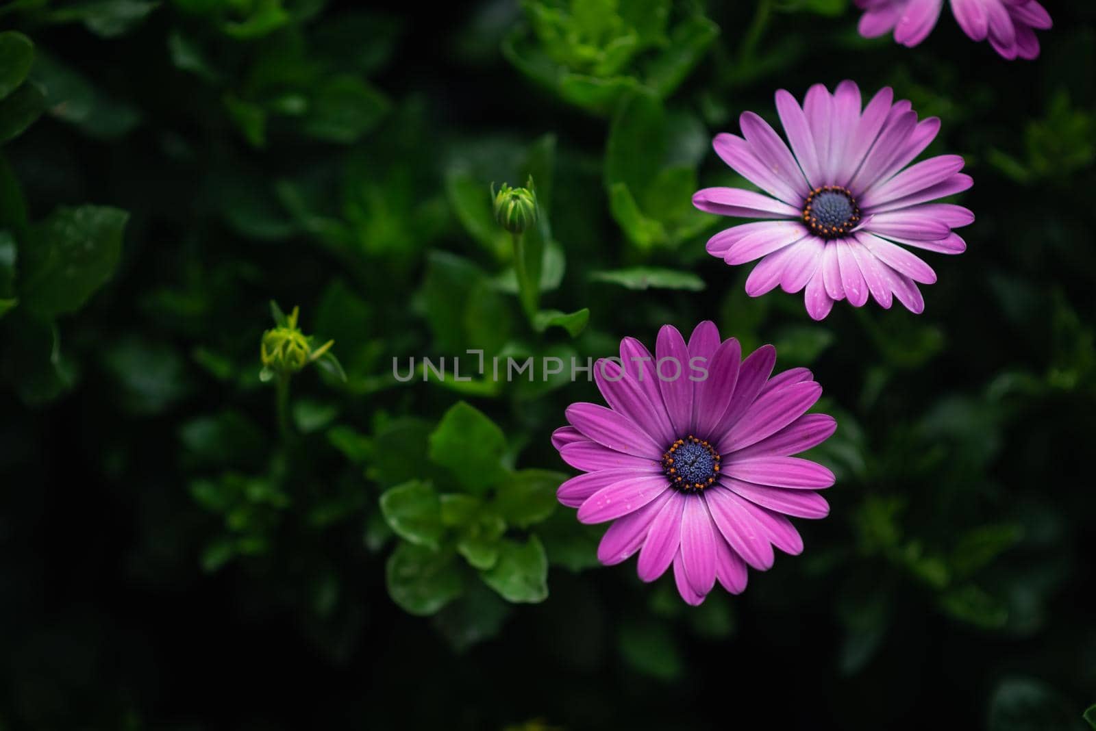close up of fresh beautiful flowers on green background, nature concept