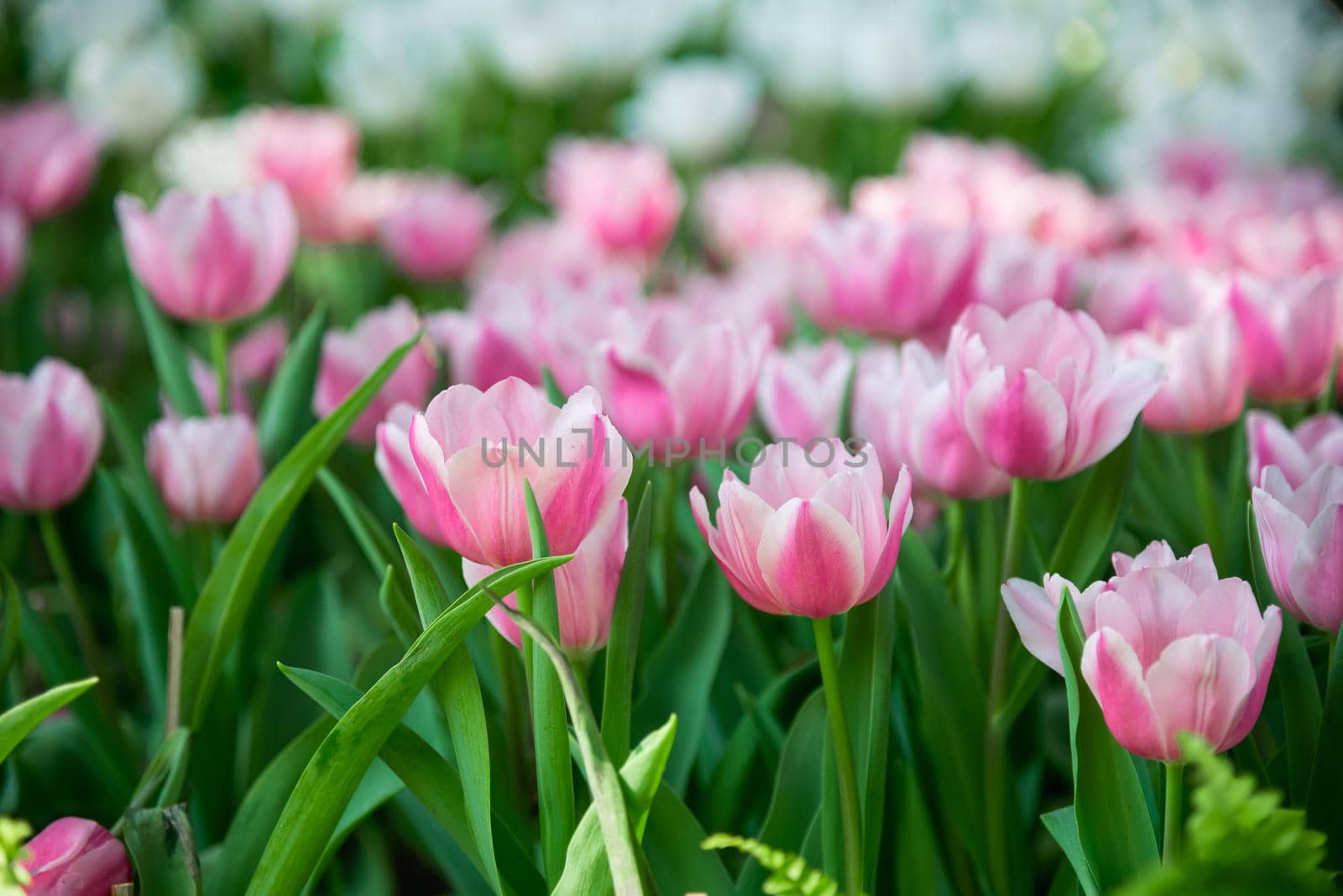 close up of tulip flowers in the garden