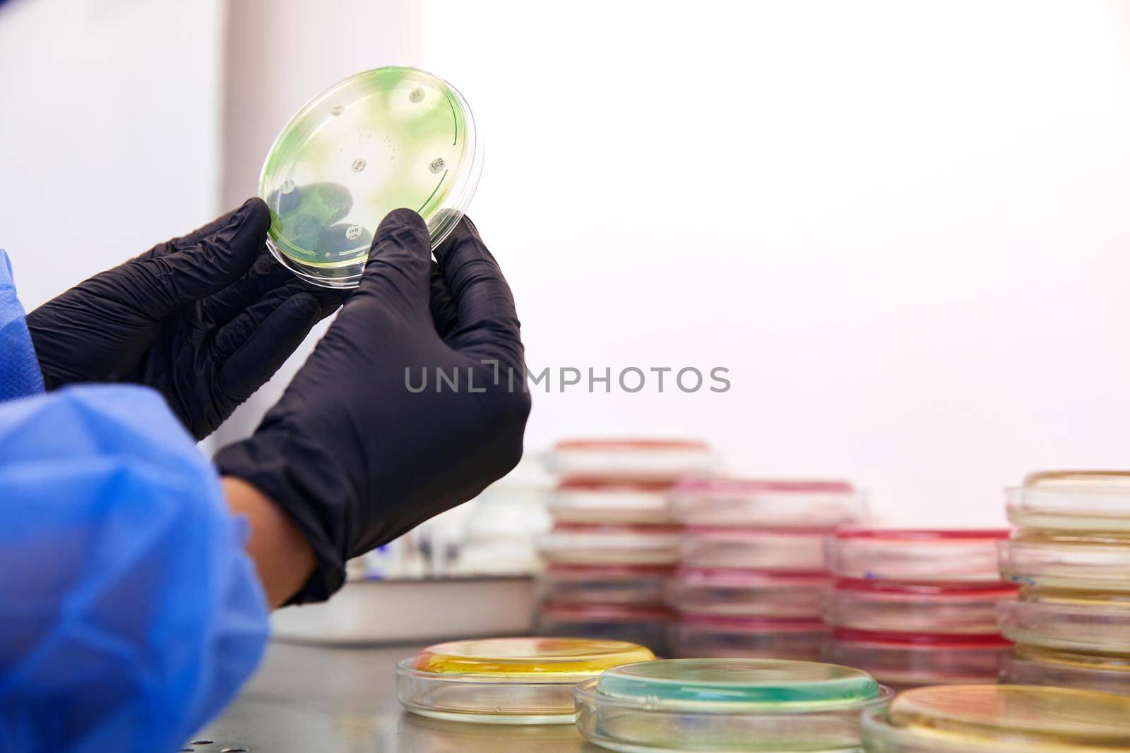 Gloved Hand of a Technician or scientist working holding petri dishes in the microbiology laboratory. Bacterial Culture Media. Microbiologist. Bacteria. High quality photo