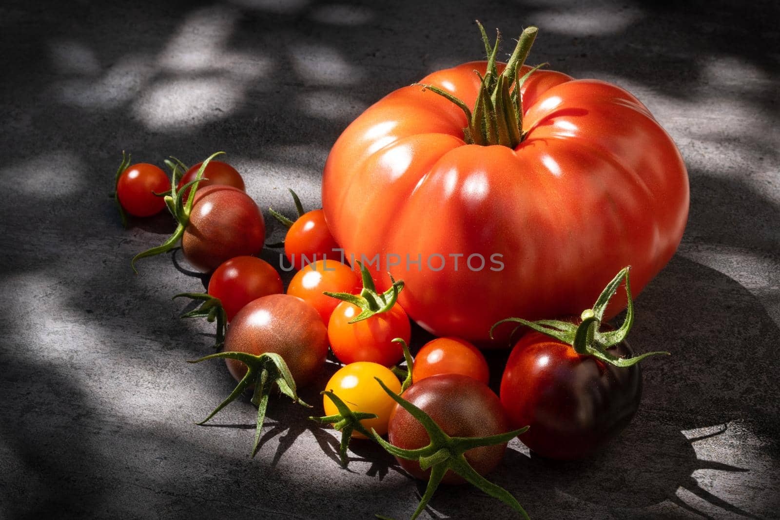 Still life tomatoes over dark background into natural sun light