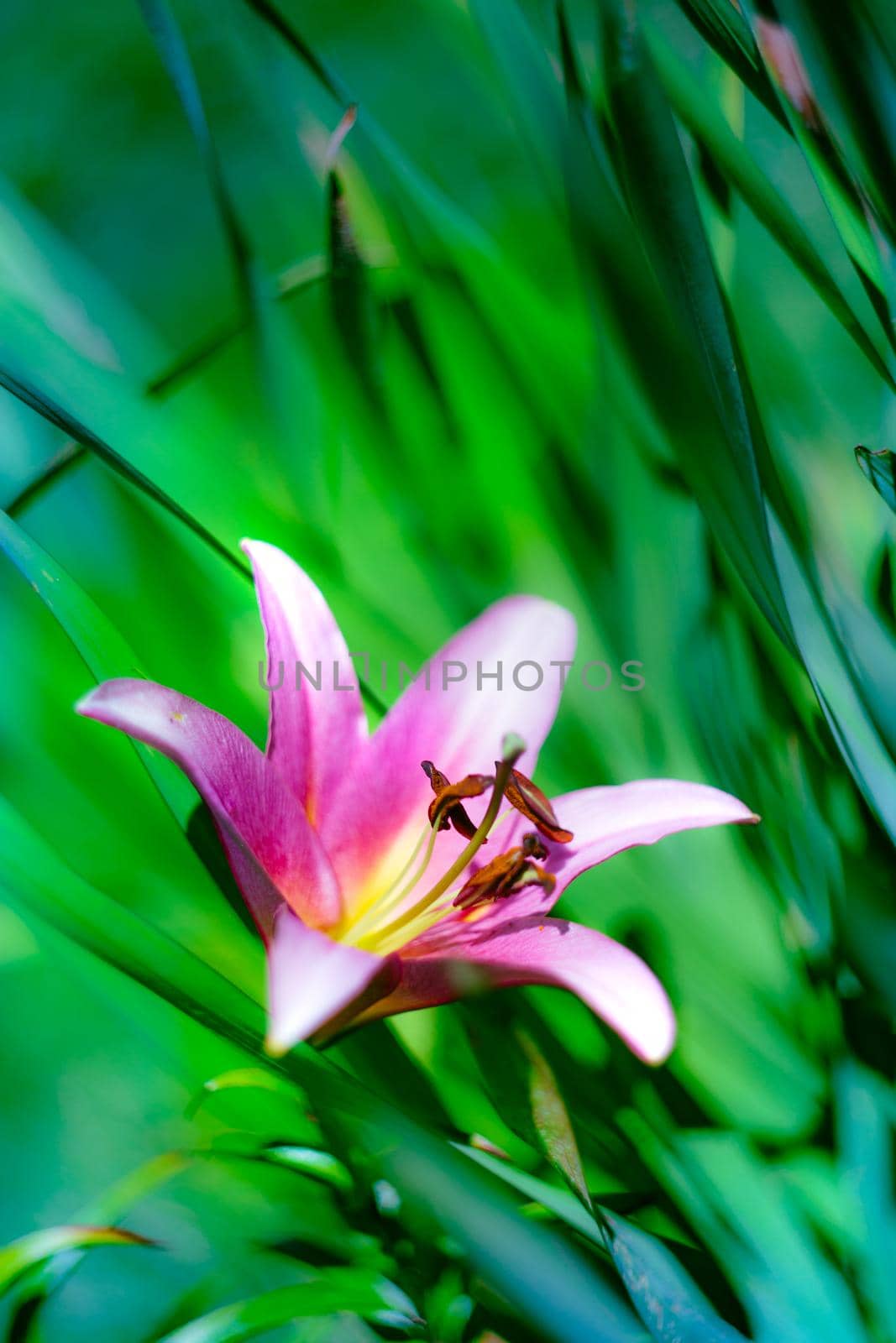 Pink Lily flower blooming in the garden