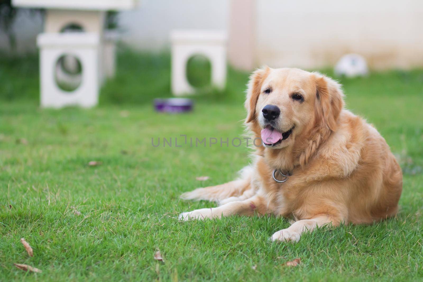 portrait of cute dog golden retriver on the lawn by Wmpix