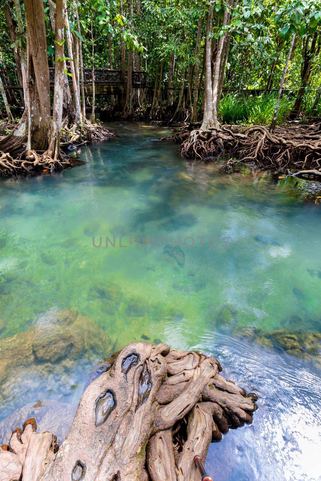 Tropical tree roots or Tha pom mangrove in swamp forest and flow water, Klong Song Nam at Thailand. by Gamjai