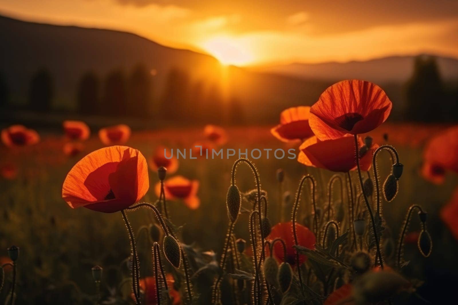 Beautiful field of red poppies in the sunset light. AI Generative