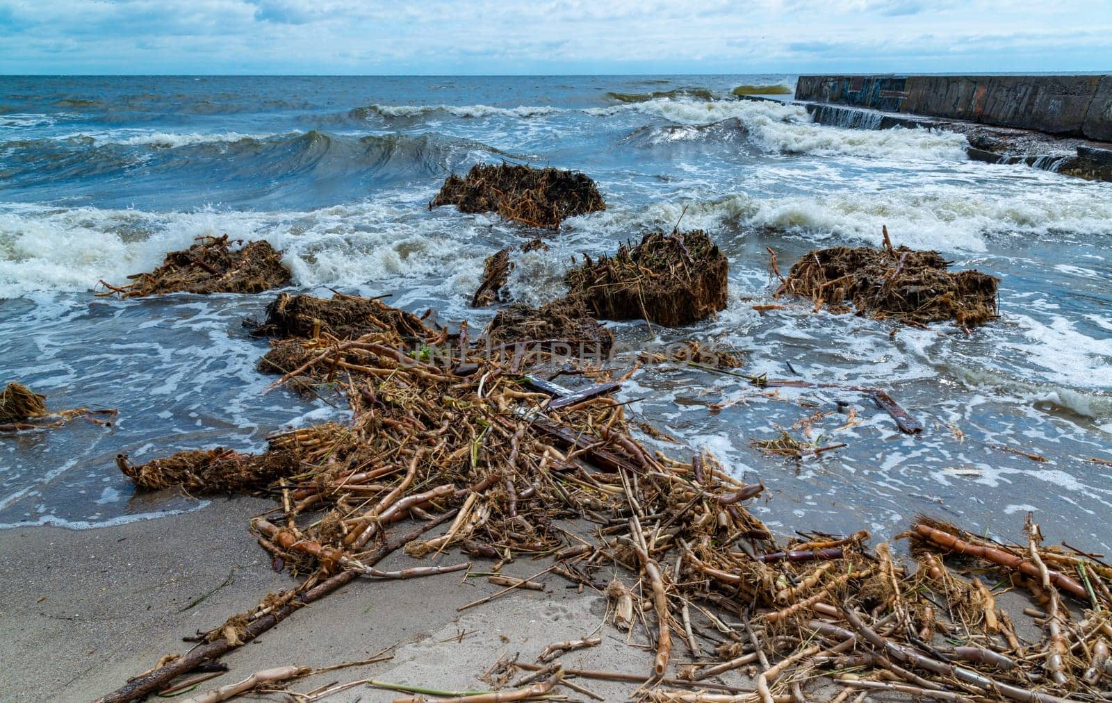 The consequences of the dam break of the Kakhovka power plant, the current brought garbage and floating islands of reeds and river plants to the beaches of Odessa by Hydrobiolog
