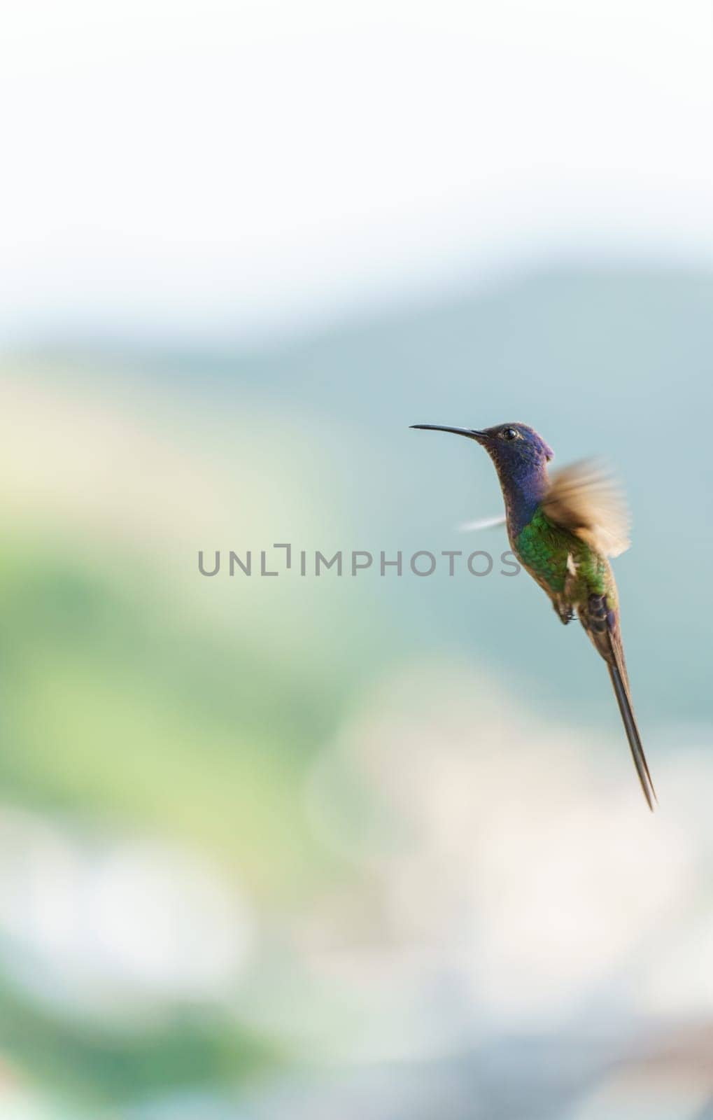 Close-up of multi-colored hummingbird flapping its wings in mid-air by FerradalFCG