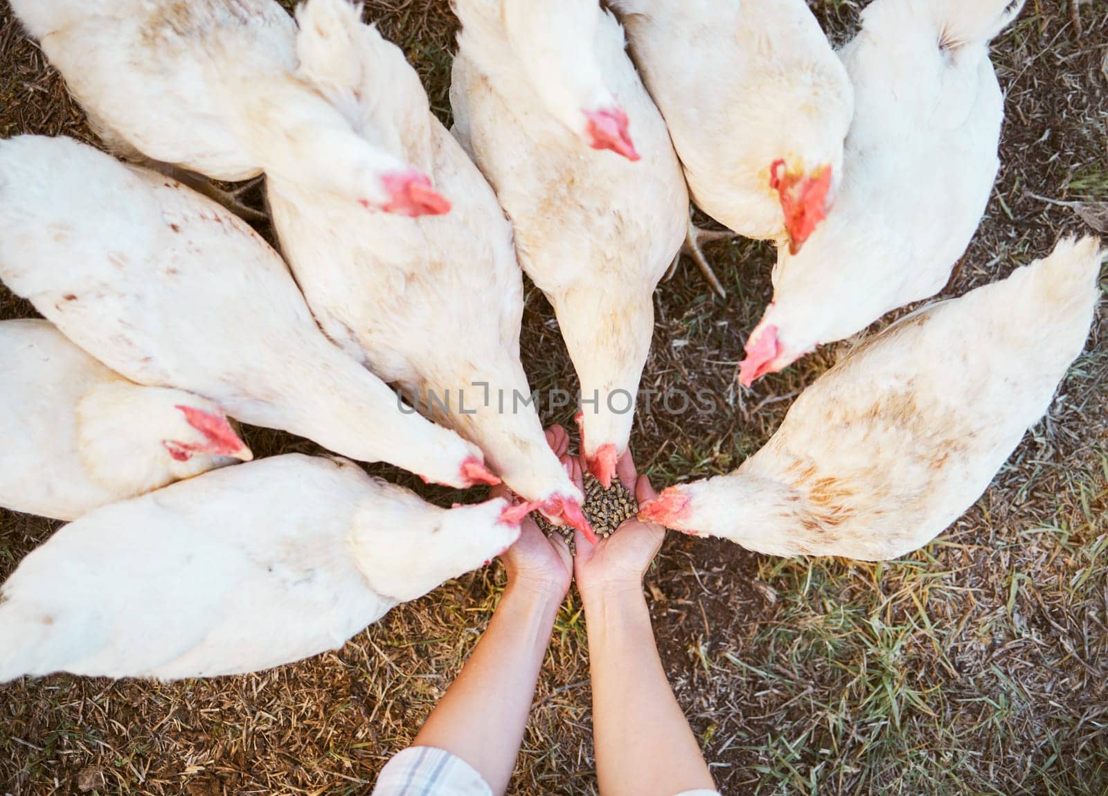 Chicken, farmer hands and feed food, seeds and grain to livestock birds for sustainability, agriculture and ecology in countryside. Top view, farming and hen, poultry and animals eating corn on barn.