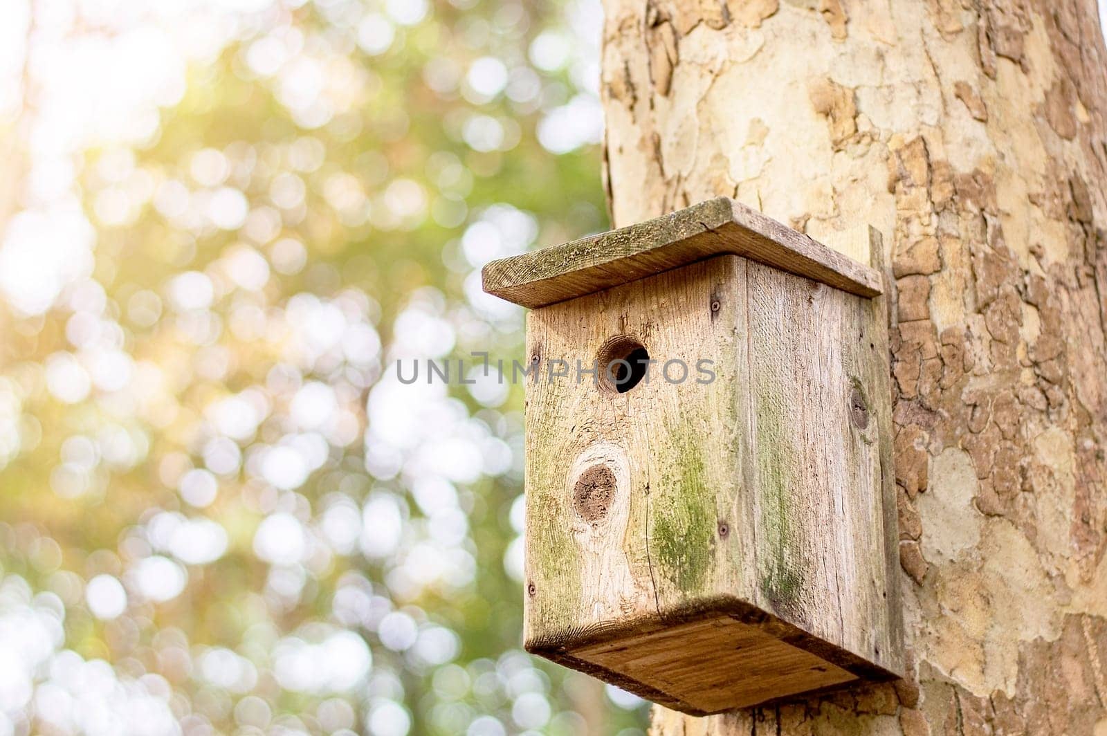 Wooden brown birdhouse on a trunk of a tree in the park. A house for the birds. by Annavish