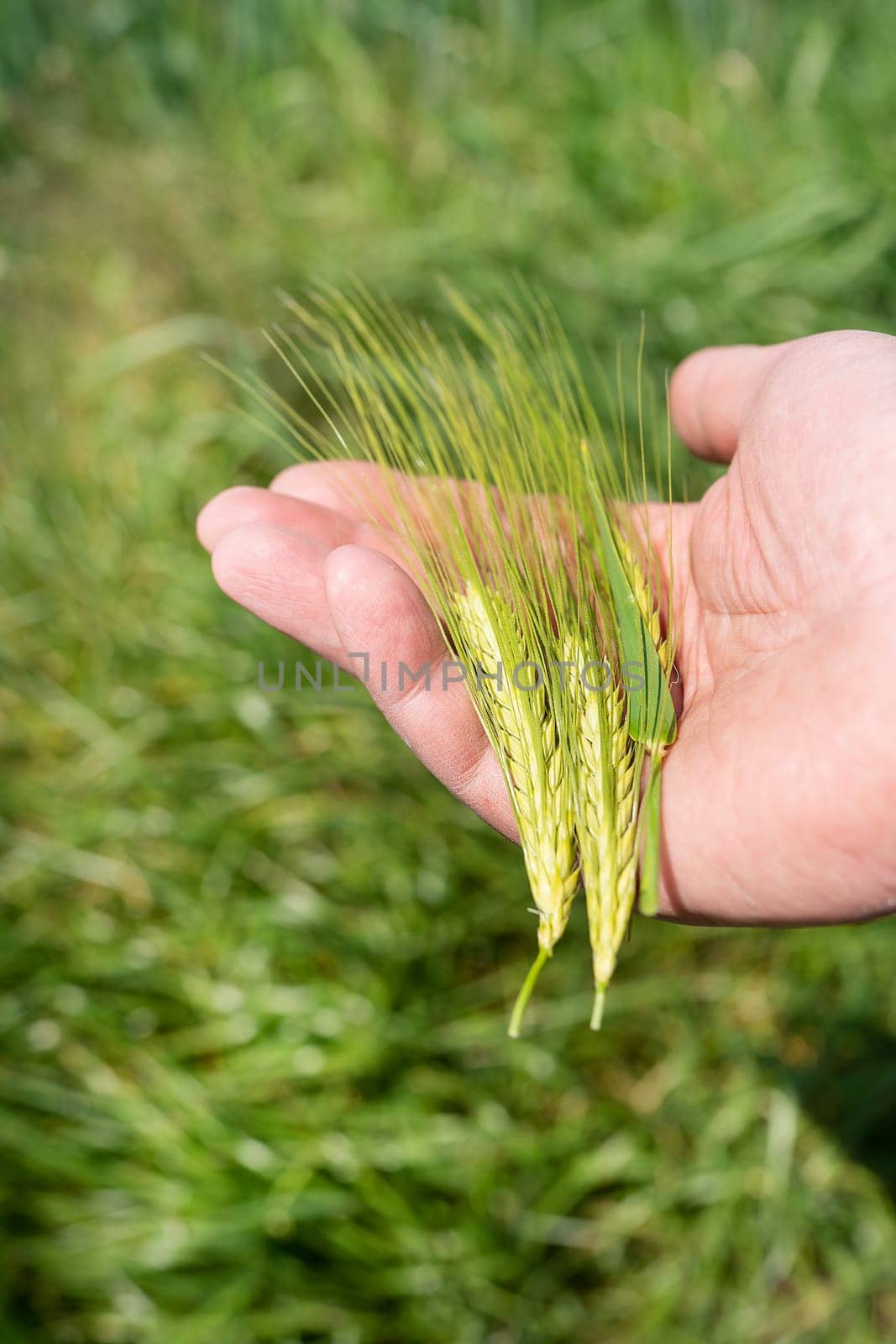 A farmer walking through the field checks the wheat crop. Wheat sprouts in a farmer's hand