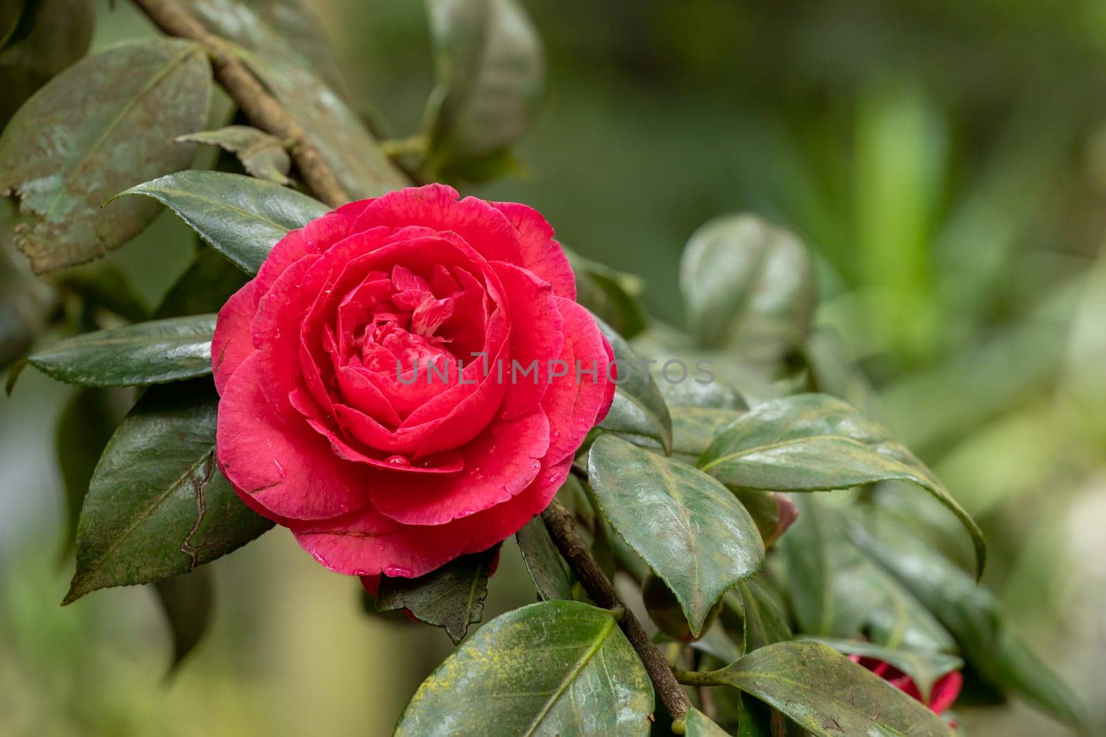 Rose flower on a leafy plant with lots of green leaves by exndiver