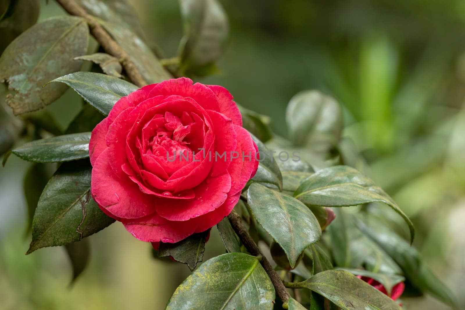 A vibrant rose flower resting atop a lush foliage of emerald green leaves