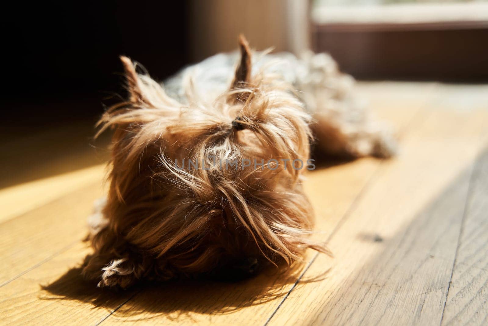 Cute adult Yorkshire terrier lies on the floor by driver-s