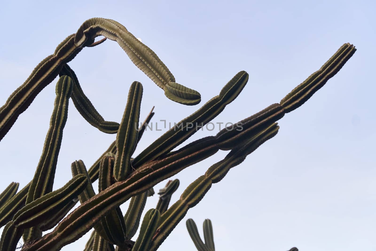 Long cactus branches against a clear blue sky in Montenegro. High quality photo