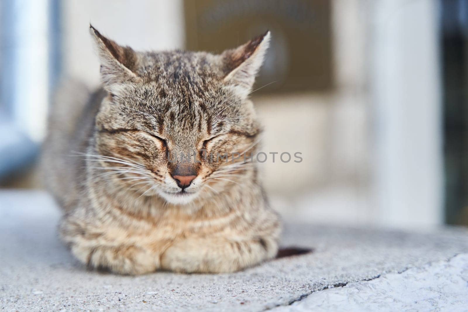 street gray cat sleeps on the steps in Herceg Novi. High quality photo