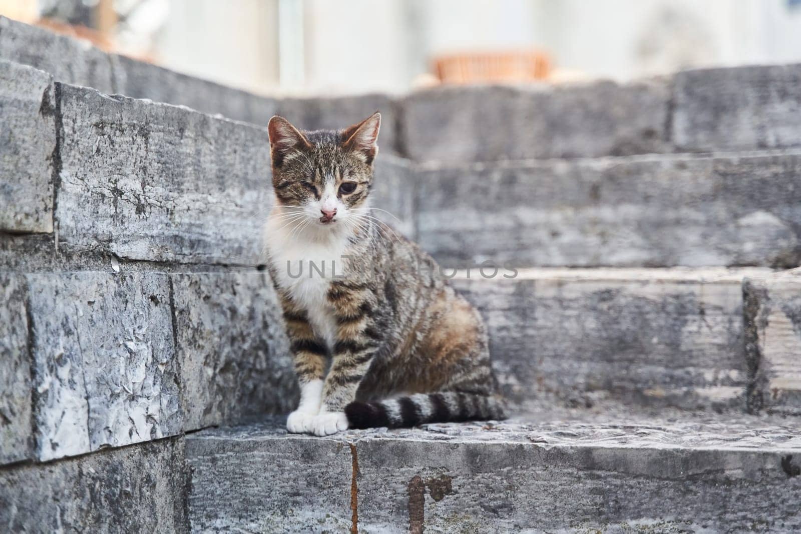 Homeless gray one-eyed cat sits on stone steps in Herceg Novi. High quality photo