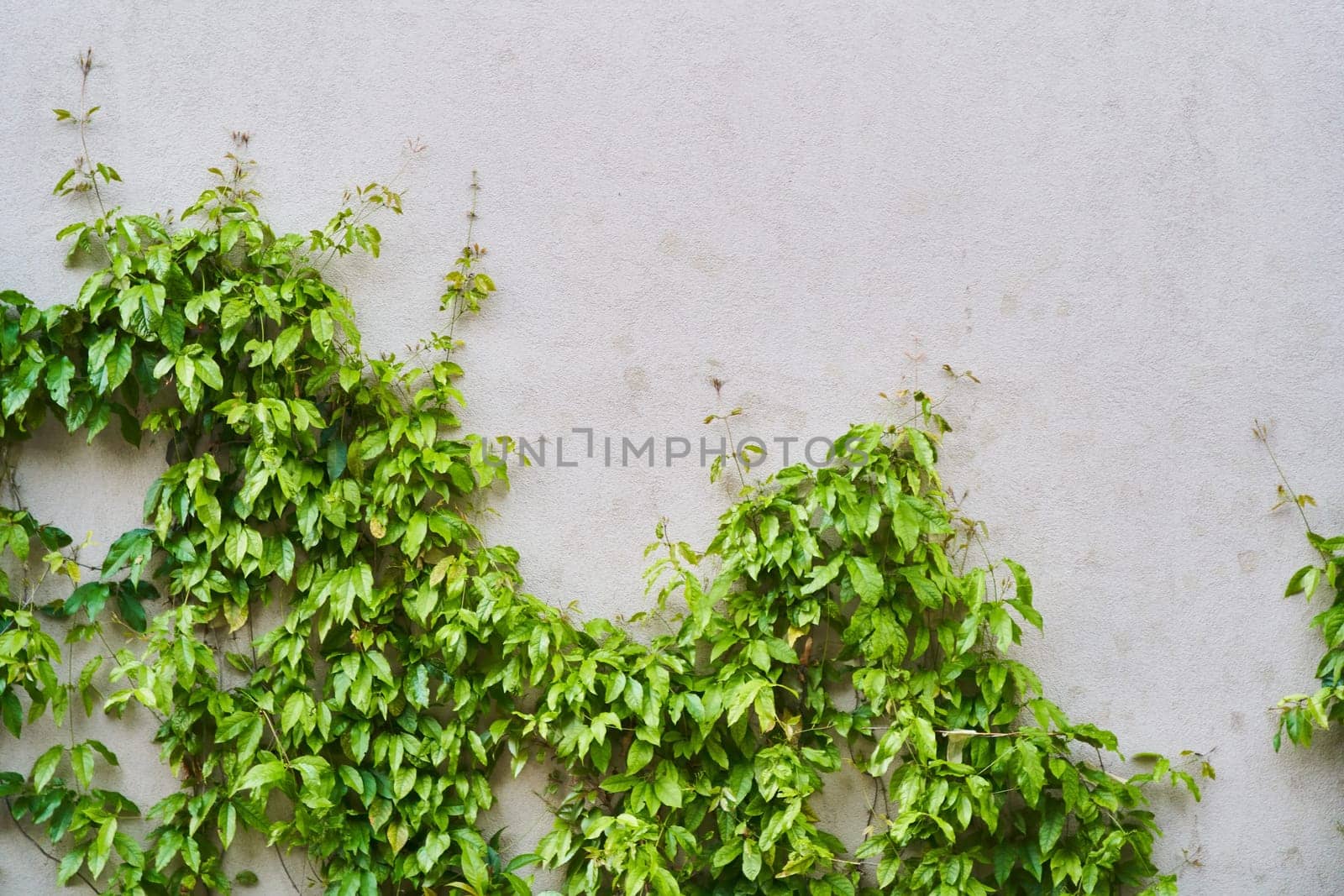 The Green Creeper Plant on a wall. Background. High-quality photo