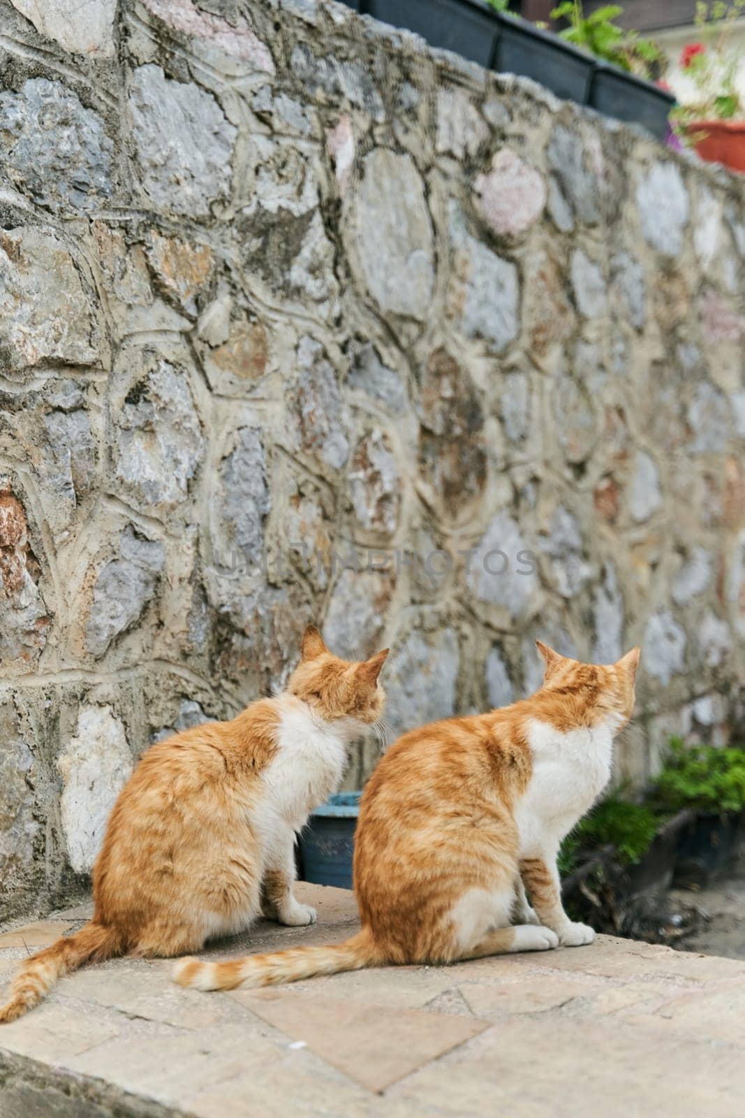 Two identical ginger cats are sitting on the floor. High quality photo