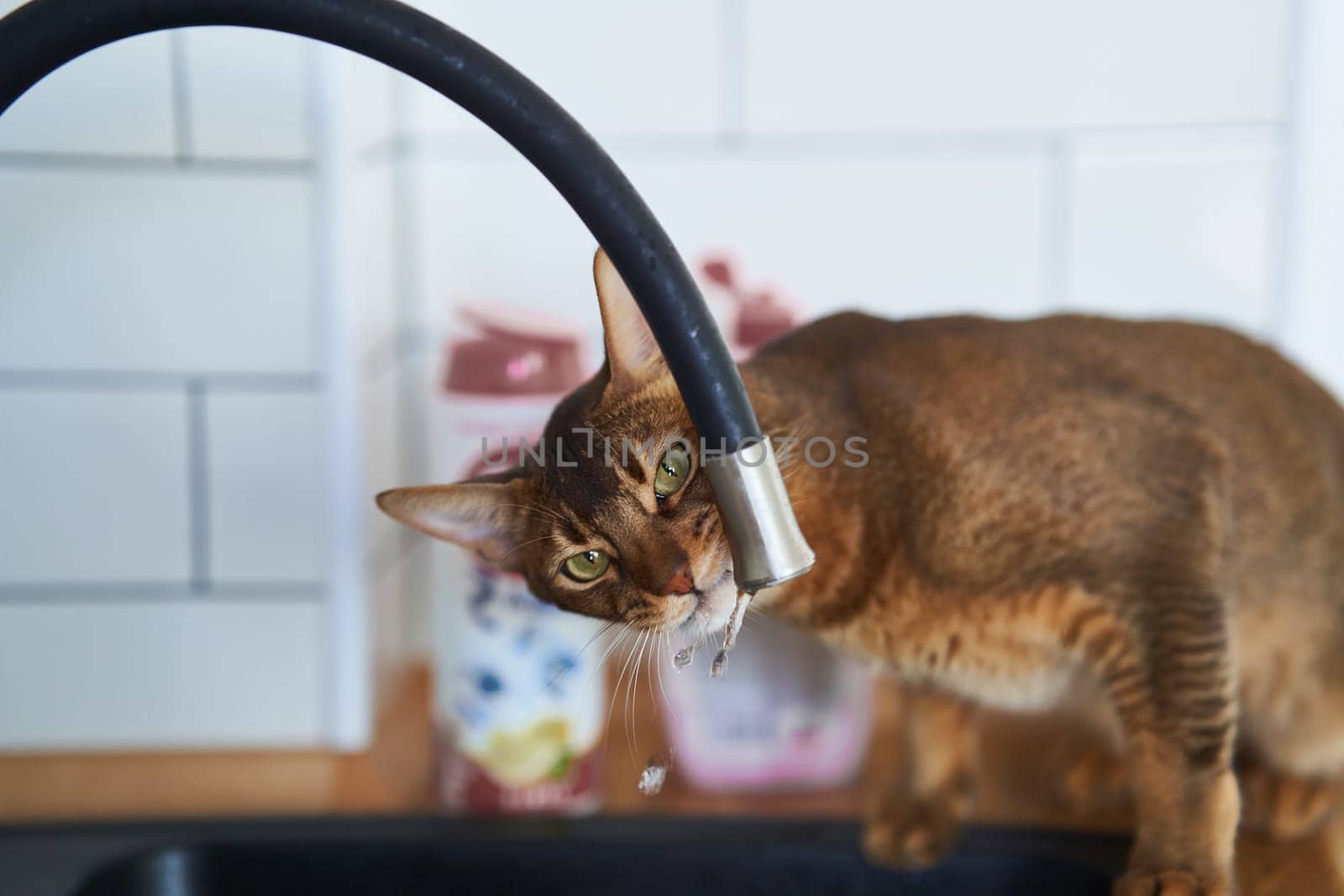 Beautiful cat Bengal breed drinking water from the tap by driver-s